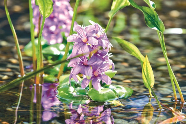 Tvenkinio dekoracija PondoHyacinth Blooming (Hiacintas)