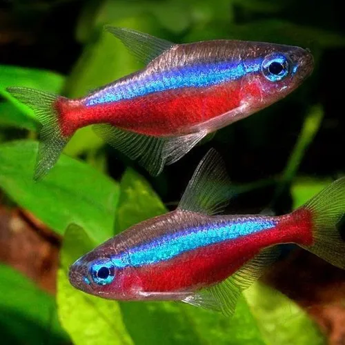 Neon Tetra