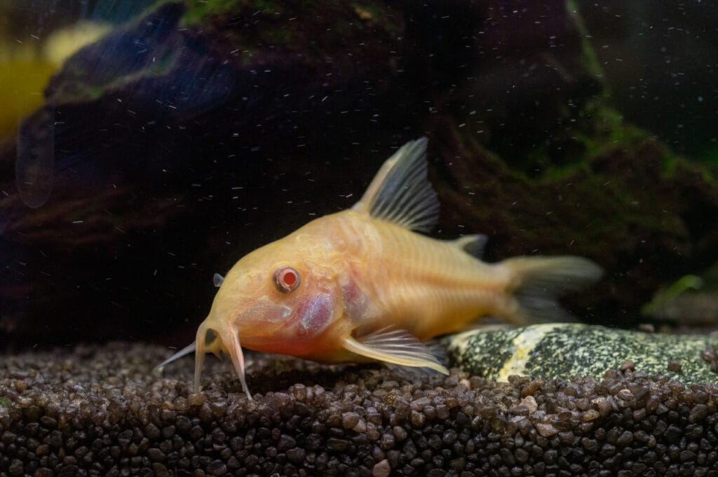 Corydoras šarvuotieji šamukai
