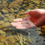 Tvenkinio filtro paleidimas po žiemos