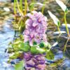 Tvenkinio dekoracija PondoHyacinth Blooming (Hiacintas)