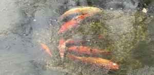 Dekoratyvinis tvenkinys žiemą