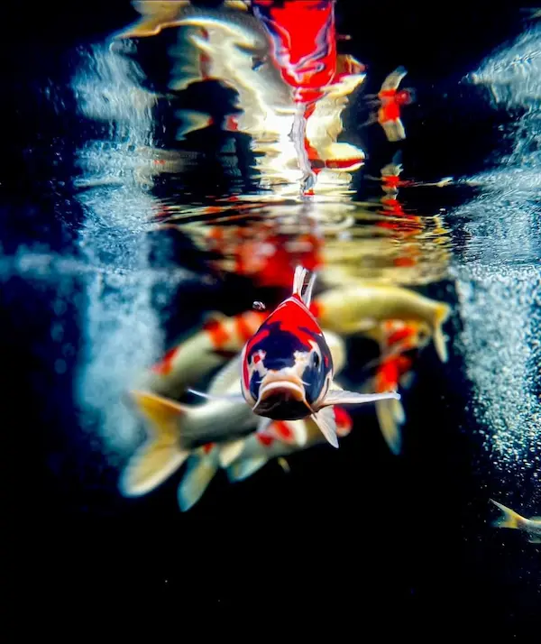 Vandens ir žuvų priežiūra