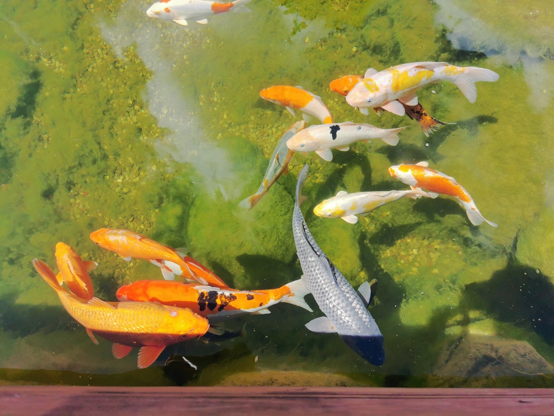 Dekoratyviniai KOI karpiai