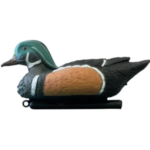 Plaukiojanti mandarininė antis Mandarin Duck